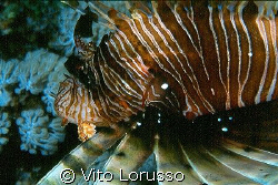 Fishs - Pterois miles by Vito Lorusso 